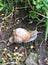 Ground snail crawling on green grass on a sunny summer day