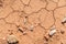 Ground soil texture dry dirt land with rock