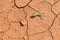 Ground soil texture dry dirt land with rock