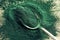 Ground spirulina algae on a spoon