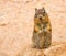 Ground squirell on sandy soil background.