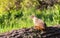 Ground squirell sitting on stump.