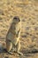 Ground Squirrel - African Wildlife Background - Looking for a Friend