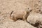 Ground squirrel also known as Spermophilus is guarding its hole by its entrance