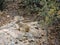 Ground squirrel around the Red Cliffs National Conservation Area on the Yellow Knolls hiking trail located in southwest Utah, nort