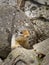 Ground squirrel behind a rock