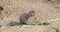 Ground squirrel chewing a sprig of a tree