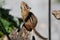 Ground Squirrel on Driftwood Praying for Food