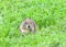 Ground squirrel eating fresh green grass