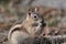 Ground squirrel eating a nut is often called a chipmunk Rocky Mountain National Park, Colorado, USA