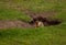 Ground Squirrel Eating In A Summer Park