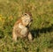 Ground Squirrel Feeding