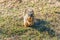 A ground squirrel feeds on a large pecan