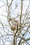 A ground squirrel feeds on a large pecan