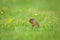 Ground squirrel on grass