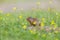 Ground Squirrel on grass with yellow flowers
