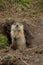 The ground squirrel guards its burrow and looks directly into the camera. A gopher stands on its hind legs on the ground