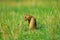 Ground squirrel hold some corns in front legs and feeding. Small animal sitting alone in grass.