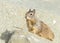 Ground squirrel peaking over coastal rocks