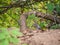 Ground squirrel peeking through oak woodland forest floor