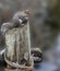 Ground Squirrel Perched atop a Chopped Tree Trun