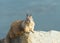 Ground squirrel perched on coastal rocks looking at viewer