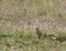 Ground Squirrel in the Prairie Grass