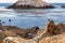 Ground squirrel on rock at Pebble Beach, California, 17-mile drive