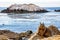 Ground squirrel on rock at Pebble Beach, California, 17-mile drive