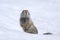 Ground squirrel, russia, Kamchatka Peninsula