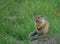 Ground Squirrel Showing Paws