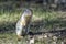 Ground squirrel sits on its hind legs