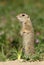 Ground squirrel standing