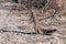 Ground Squirrel Standing in Etosha National PArk