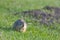 Ground squirrel standing on grass