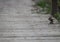 Ground squirrel stops to look around on the bridge