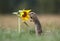 Ground squirrel and sunflower