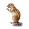 Ground squirrel watercolor illustration. Hand drawn xerus desert wildlife animal. Cute ground squirrel side view