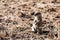 Ground Squirrel - Wildlife Park