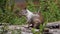 Ground squirrel yawning