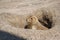 Ground squirrels also known as Spermophilus looking from its hole