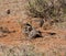 Ground Squirrels Playing