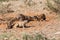 Ground Squirrels Playing