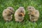 Ground squirrels Spermophilus citellus