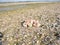 Ground of Stones Beside Shoreline of River Beas