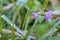 the ground there is a deadnettle covered with frost