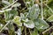 the ground there is a green clover plant covered with frost