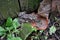 Ground toad sitting on the rotten leaves