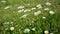 Ground view of blooming daisy with blue sky and sun in the background