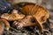 Ground view close up of golden brown mushroom on forest soil